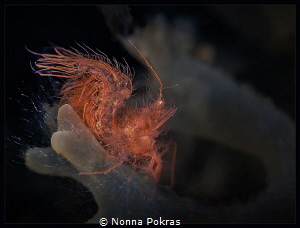 Hairy shrimp by Nonna Pokras 